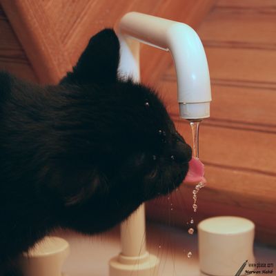 Kitty - Thirsty / Assoiffe