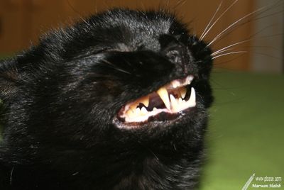 Kitty - Colgate smile / Sourire Colgate