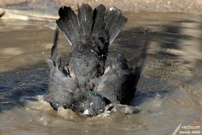 Pigeon - Caring to be clean / Soucieux d'être propre