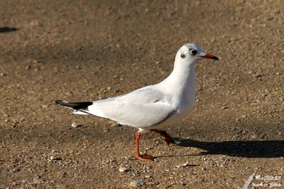 Seagull / Mouette - Proud / Fire