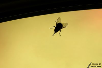 14-04-2007 : Fly on a window / Mouche sur une fentre