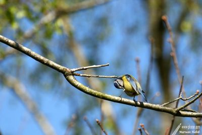 Blue tit / Msange Bleue (Parus caeruleus)