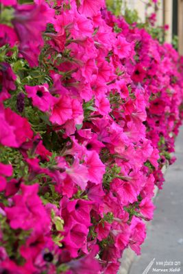 23-07-2007 : Wall of flowers / Mur de fleurs