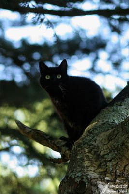 Kitty - Is he gone? / Il est parti?