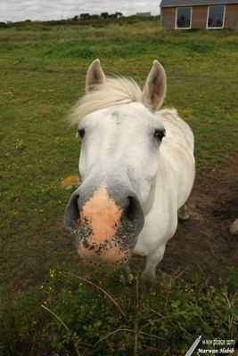 Jouée du Vent - Got a biscuit? / T'as un biscuit?