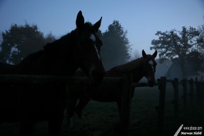 20-11-2007 : Horses at dusk / Chevaux au crpuscule