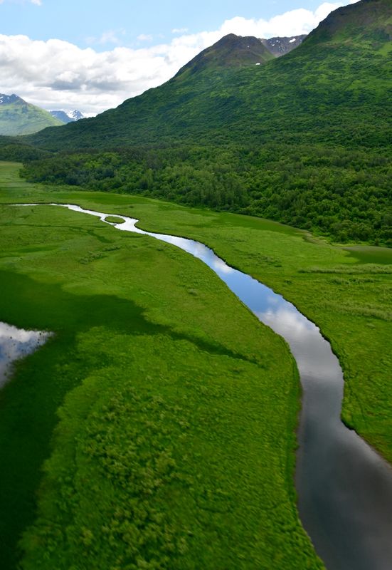 Lust Green Forest on Kodiak Island, Alaska 2012  