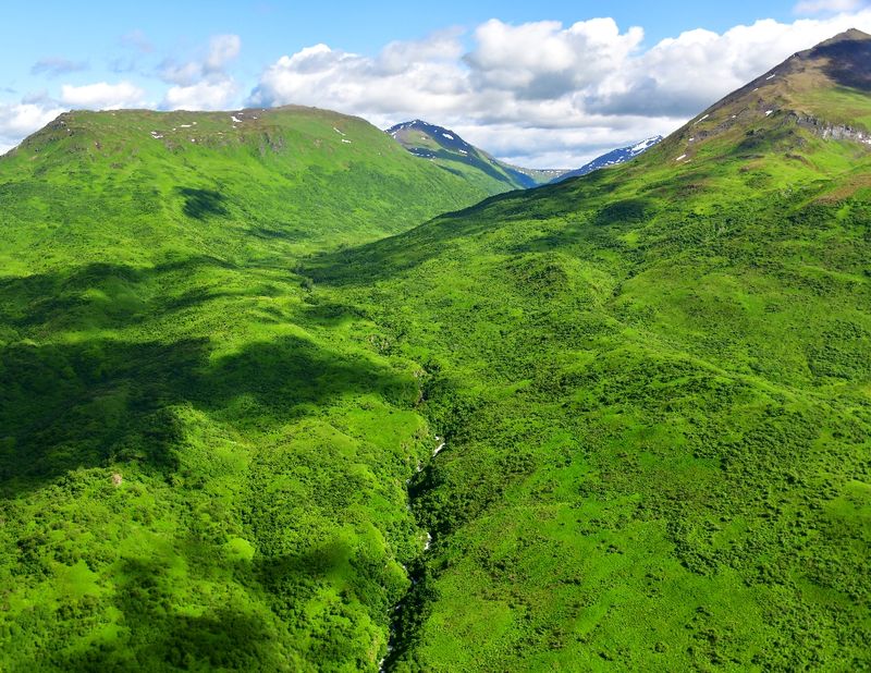 Lust Green Forest on Kodiak Island, Alaska 2069  