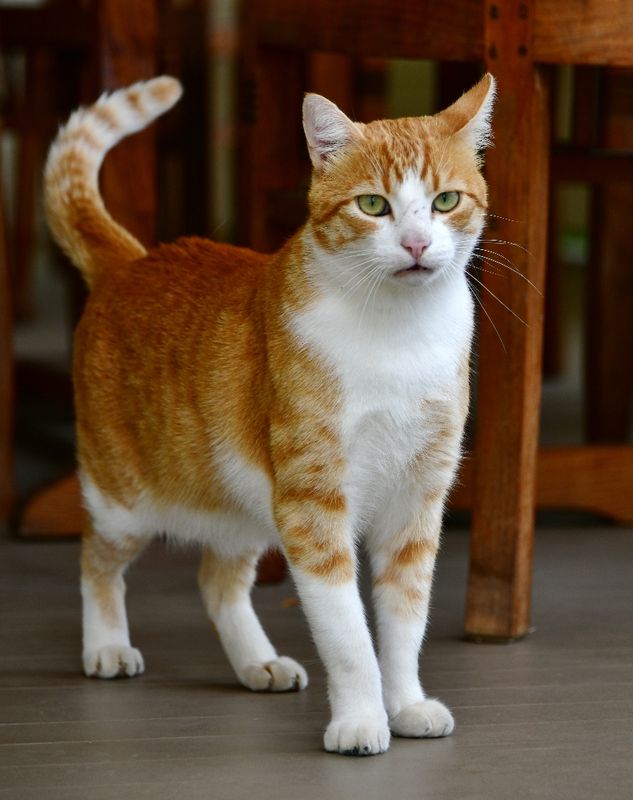 Gary the Cat, Dunstan Winery, Sonoma, California 168 
