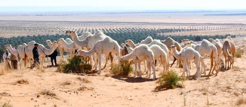 Camels in Saudi Desert, Al Ghat, Saudi Arabia 524  