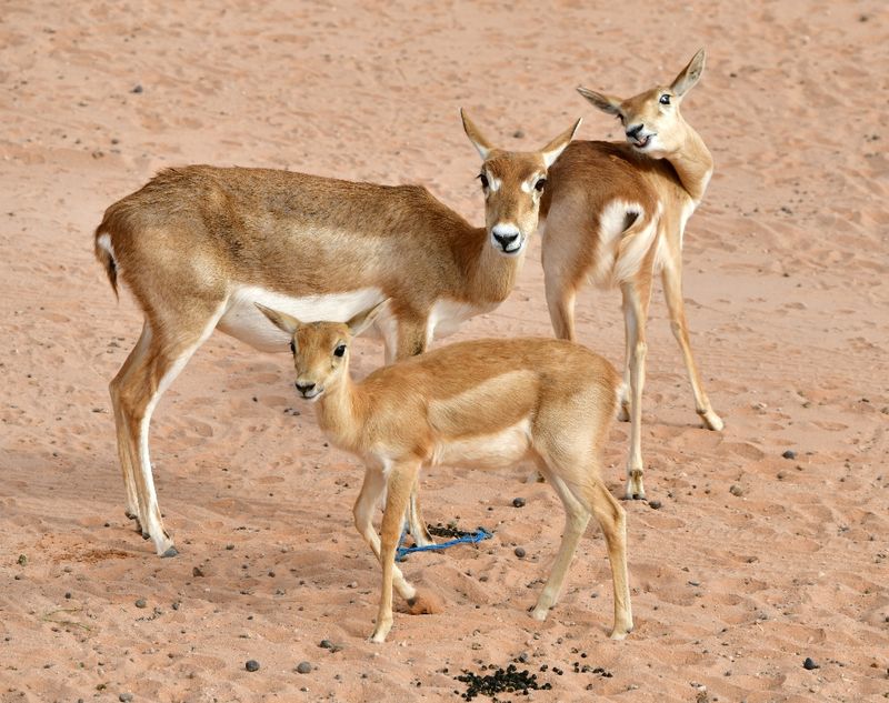 Nofa Wildlife Park, Impala, Tibrak Saudi Arabia 3093  
