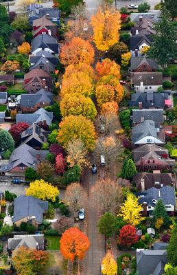 21st Ave NE Fall Colors, Seattle, Washington 1080  