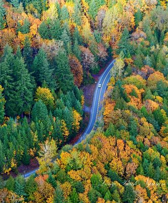Fall Foliage along Northeast Tolt Hill Road, Carmation, Washington 867  