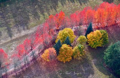 Beautiful Fall Colors at Rockwood Farm, Snoqualmie, Washington 700 