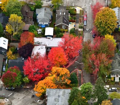 Autumn Leaves in Seward Park neighborhood, Seattle, Washington 1337 