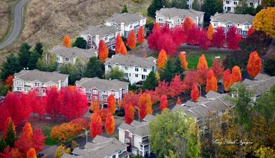 Flaming Colors in New Holly Park, Holly Park Dr S, Seattle, Washington 437  