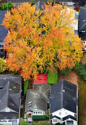 Red Chairs under Fall Foliage, Seattle, Washington 1354 S 