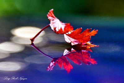 Colors of Autumn, Woodinville, Washington 106  