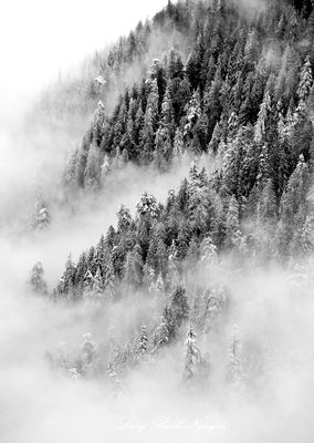 Winter Landscape on North Russian Butte, Cascade Mountains, Washington 263 