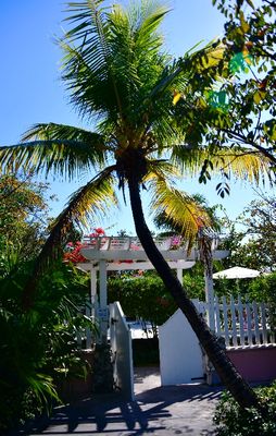 Palm Tree at Staniel Cay Yacht Club, Staniel Cay, Exumas, The Bahamas  