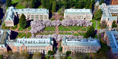 The University of Washington Cherry Blossom in the Quad, Seattle, Washington 1271 