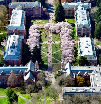 The University of Washington Cherry Blossom in the Quad, Seattle, Washington 1278b  