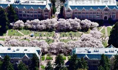 The University of Washington Cherry Blossom in the Quad, Seattle, Washington 1318