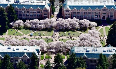 The University of Washington Cherry Blossom in the Quad, Seattle, Washington 1318  