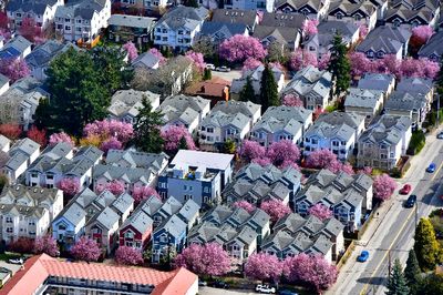 Cherry Blossoms in Green Lake Neighborhood, Seattle, Washington 1242  