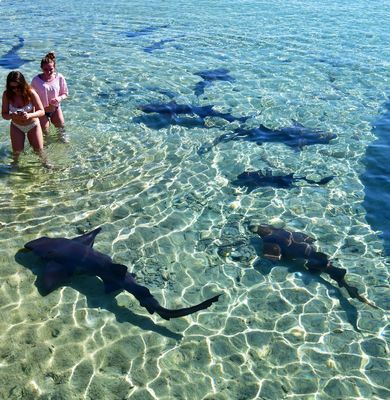 Wading with nurse sharks at Staniel Cay Marina 