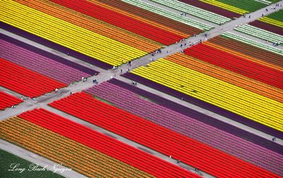 Roozengaarde Tulip Field, Mount Vernon, Washington 939  