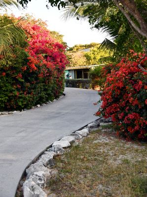 Flowers at Staniel Cay Yacht Club, Exumas, The Bahamas 783 