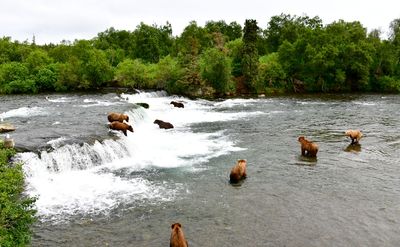 Brown Bears at Brook Falls, Katmai National Park, King Salmon, Alaska 301 