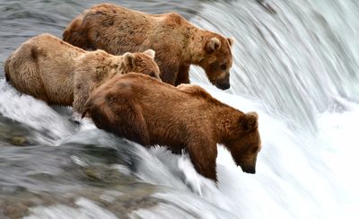 Brown Bears at Brook Falls, Katmai National Park, King Salmon, Alaska 301 