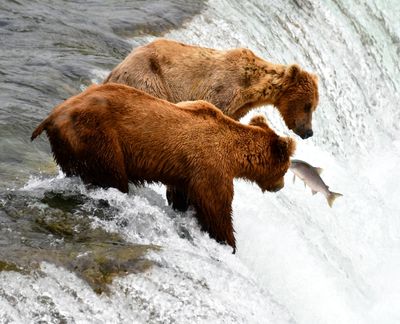 Brown Bears at Brook Falls, Katmai National Park, King Salmon, Alaska 2906a 