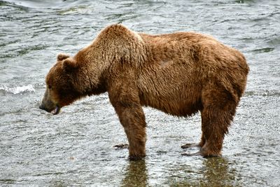 Brown Bears at Brook Falls, Katmai National Park, King Salmon, Alaska 2966 
