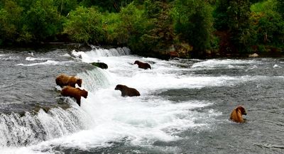 Brown Bears at Brook Falls, Katmai National Park, King Salmon, Alaska 2968  