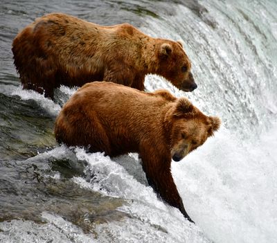 Brown Bears at Brook Falls, Katmai National Park, King Salmon, Alaska 2970  