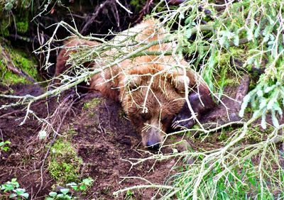 Brown Bears at Brook Falls, Katmai National Park, King Salmon, Alaska 163  