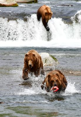 Brown Bears at Brook Falls, Katmai National Park, King Salmon, Alaska 3087   