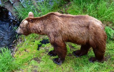 Brown Bears at Brook Falls, Katmai National Park, King Salmon, Alaska 3107 