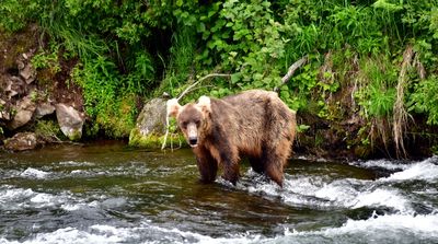 Brown Bears at Brook Falls, Katmai National Park, King Salmon, Alaska 3137 