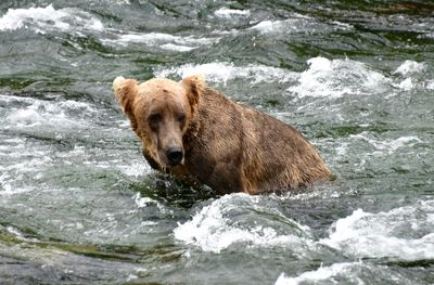 Brown Bears at Brook Falls, Katmai National Park, King Salmon, Alaska 3410 