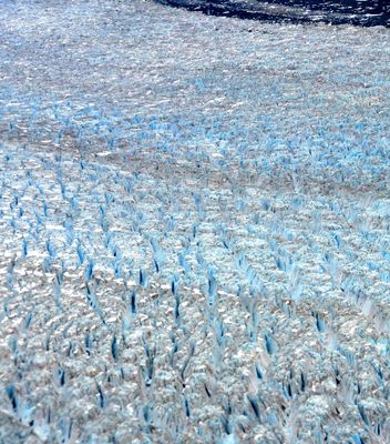 Hubbard Glacier in Disenchantment Bay, Yakutat Bay, Yakutat Alaska 1014  