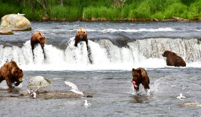 Brown Bears at Brook Falls, Katmai National Park, King Salmon, Alaska 3082 