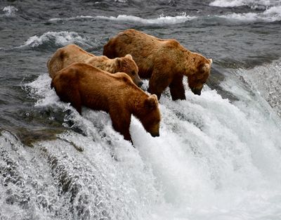 Brown Bears at Brook Falls, Katmai National Park, King Salmon, Alaska 