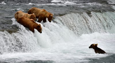 Brown Bears at Brook Falls, Katmai National Park, King Salmon, Alaska  