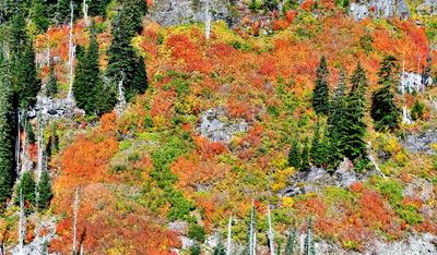 Autumn Colors above Lake Isabel, Cascade Mountains, Washington 056 