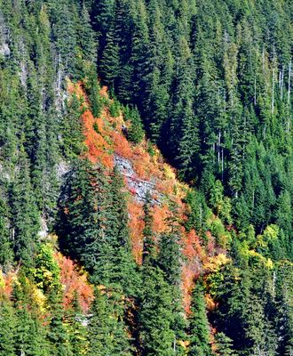 Fall Colors around Wubblesworth Peak, Cascade Mountains, Washington 144  