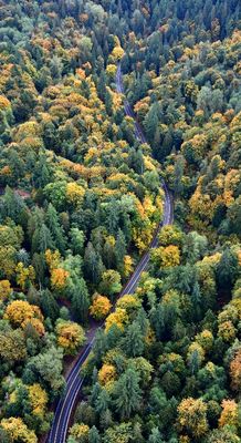 Scenic Autumn Drive on Northeast Woodinville Duvall Road, Duvall, Washington 924  